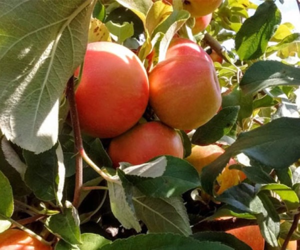 apples in a tree