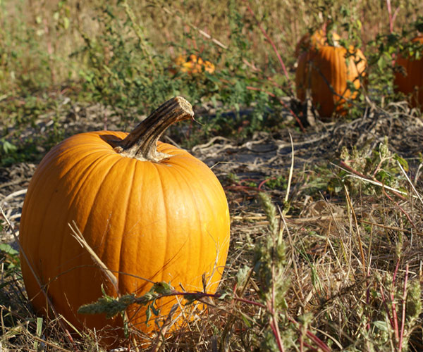 pumpkin patch