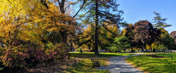 fall colors on trees in a park