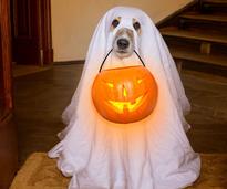 a dog holding a pumpkin pale in his mouth