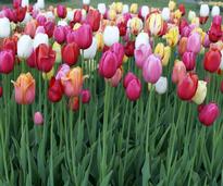 red, pink, white tulips