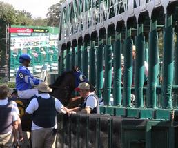 horse at the starting gate at saratoga
