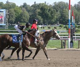 horse heading to starting gate