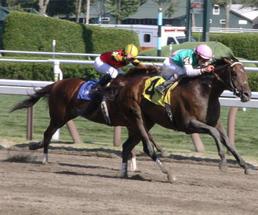 horses racing at saratoga
