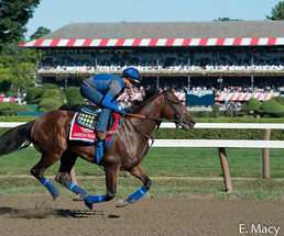 American Pharoah warming up at Saratoga