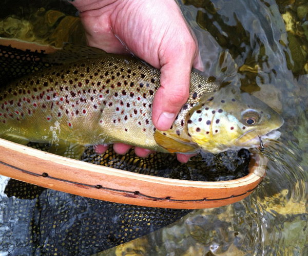 a hand holding a brown trout in a net