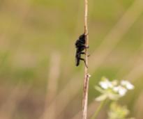 black fly on a twig