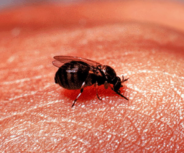 black fly on someone's skin