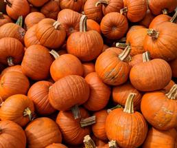 many small pumpkins