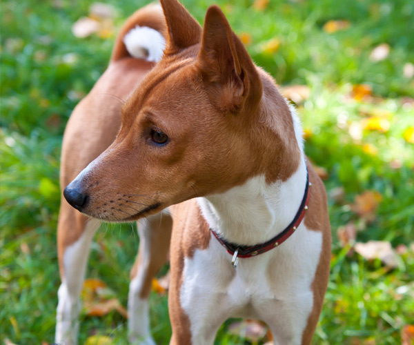 Adirondack Hiking With Dogs: Trails & Tips