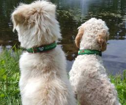 dogs with Adirondack dog collars