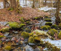 stream in the winter