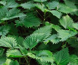 stinging nettle