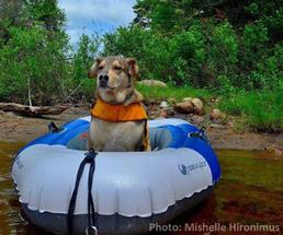 dog in a raft