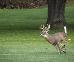 buck running