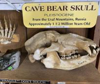 cave bear skull in museum