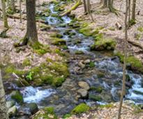 stream in woods in springtime