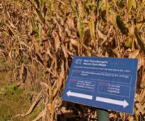 corn maze with sign at fort ticonderoga