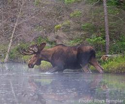 moose in the adirondacks