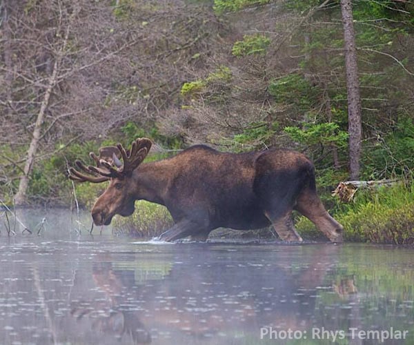 moose in the adirondacks