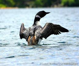 loon in water