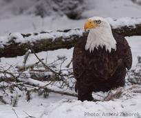 bald eagle in the snow