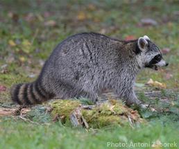 raccoon in the adirondacks