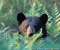 black bear