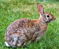 cottontail rabbit