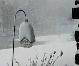 birdhouse covered in snow