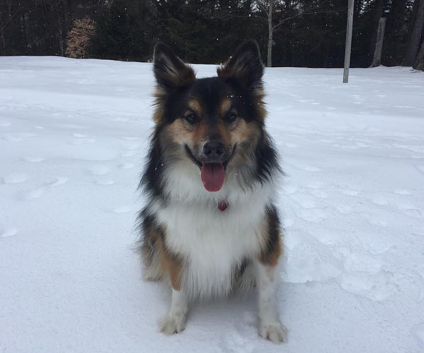 dog in the snow