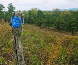 trail marker in the pine bush