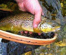 brown trout being held above net