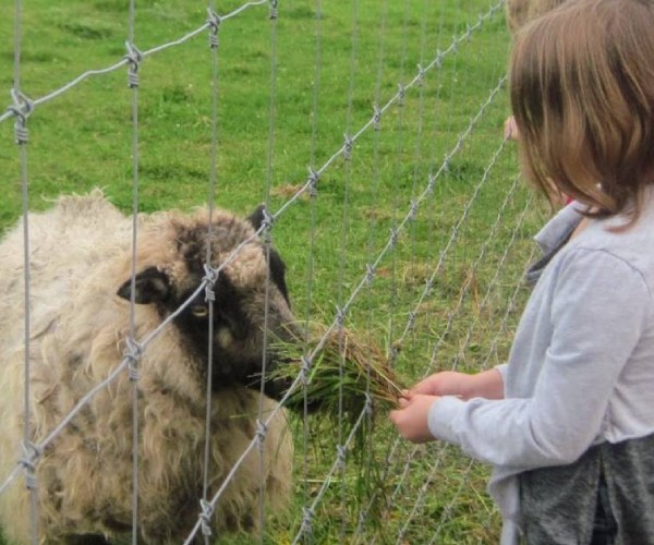 kid feeding a sheep