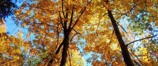 Colorful fall foliage against a crystal clear blue sky