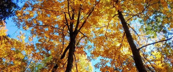 Colorful fall foliage against a crystal clear blue sky
