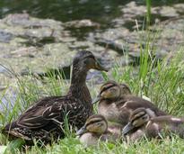 mother and baby ducks