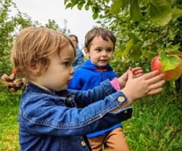 toddler girl with boy nearby picks apple