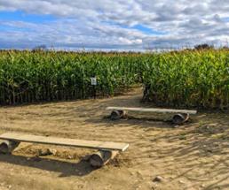 corn maze and benches