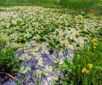 hovey pond wetlands