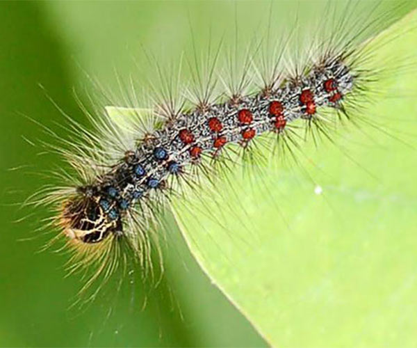 gypsy moth caterpillar on a leaf