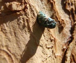 emerald ash borer attached to an ash tree