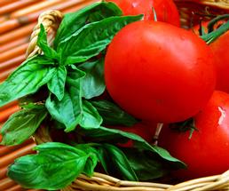 basil and tomatoes in a basket
