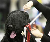 Black dog being groomed with scissors