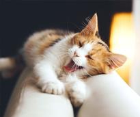 Cat yawning and stretching on the back of a white coat