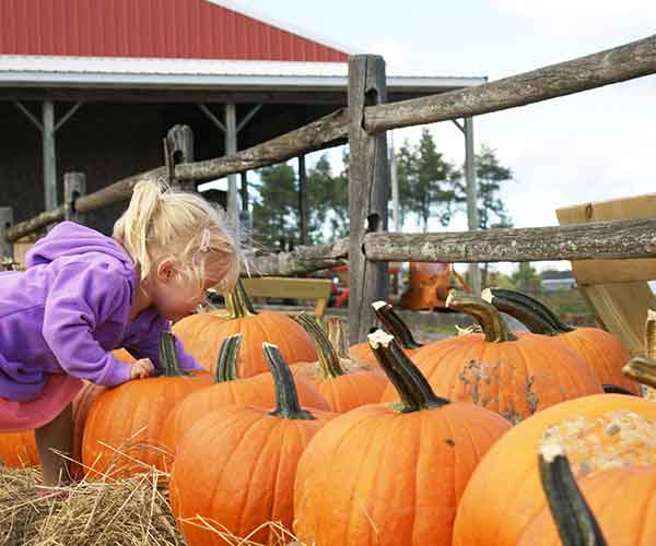 Little girl in purple picking pumpkin