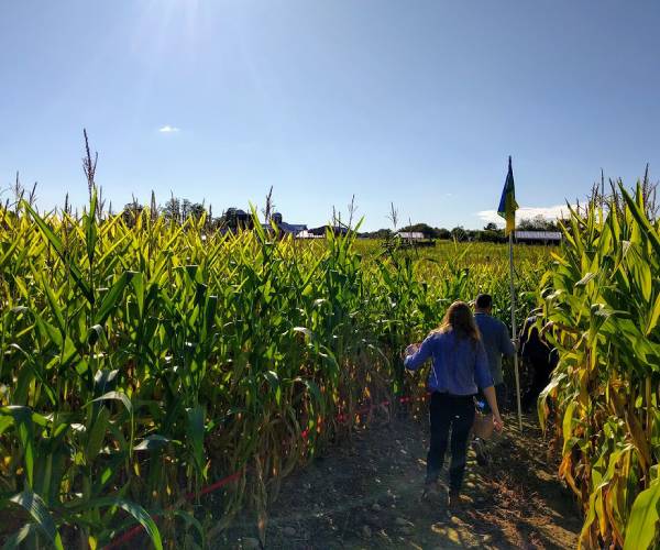 people in a corn maze
