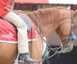 horse with blanket that says saratoga on it under the saddle