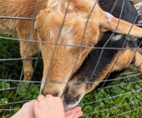 goats eating of people's hands