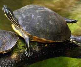 turtles on a log